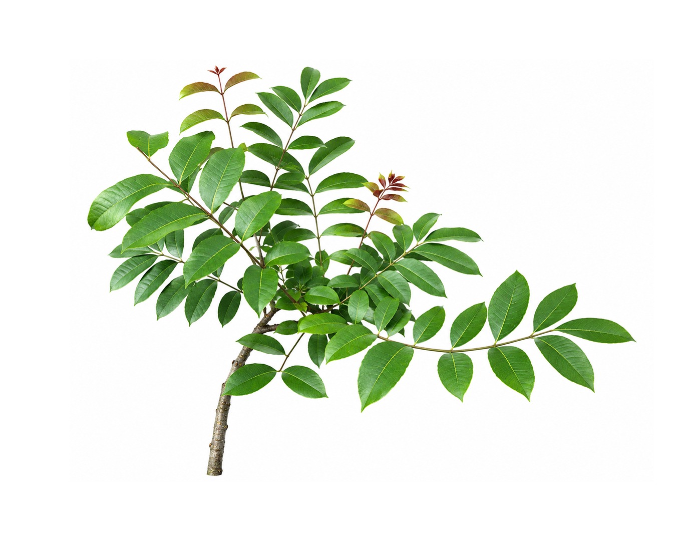 Cemcem Plant